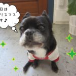 クリスマスミックス