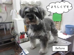 カット前Mシュナ