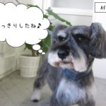 えっへんMシュナ