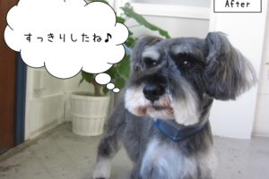 えっへんMシュナ