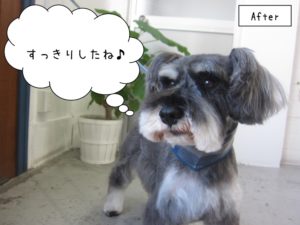 えっへんMシュナ