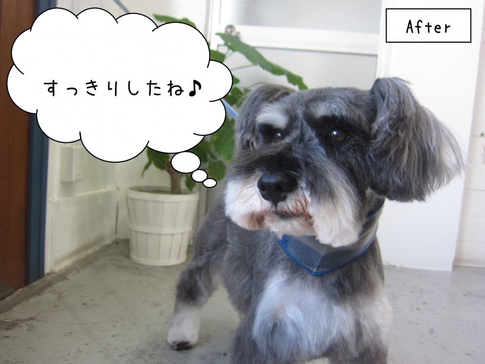 えっへんMシュナ