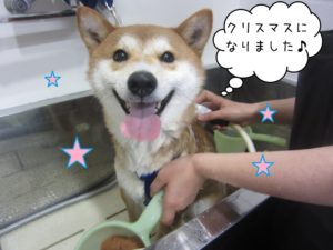 シャンプー中柴犬