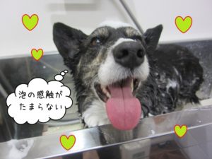 シャンプー中コーギー