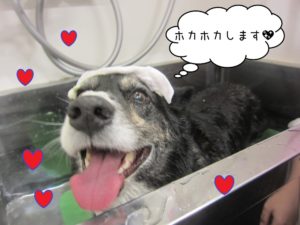 スパ中コーギー