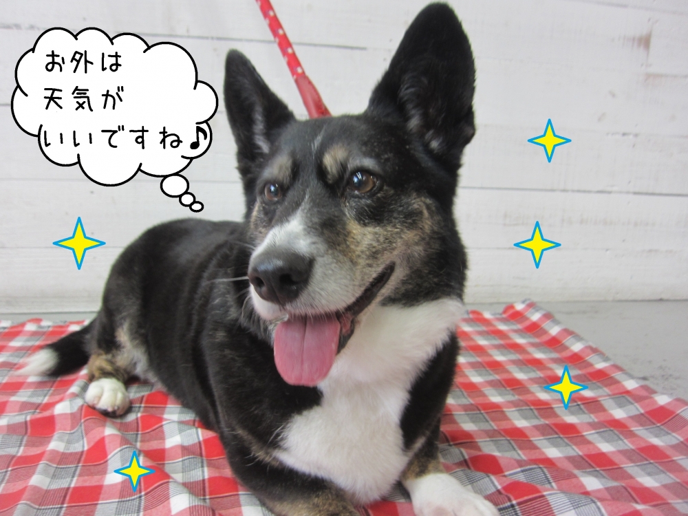 笑顔コーギー