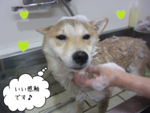 シャンプー中柴犬