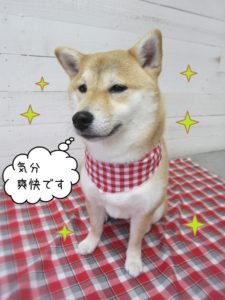 おすまし柴犬