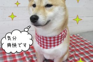 おすまし柴犬