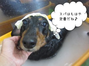 スパ中ミニチュアダックス