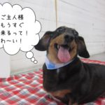 笑顔ミニチュアダックス