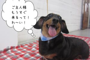 笑顔ミニチュアダックス