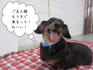 笑顔ミニチュアダックス