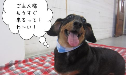 笑顔ミニチュアダックス