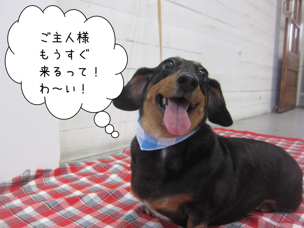 笑顔ミニチュアダックス