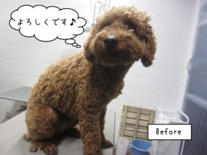 カット前トイプードル