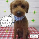 おすましトイプードル