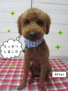 おすましトイプードル