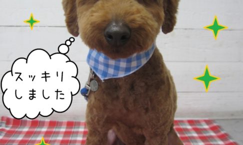 おすましトイプードル