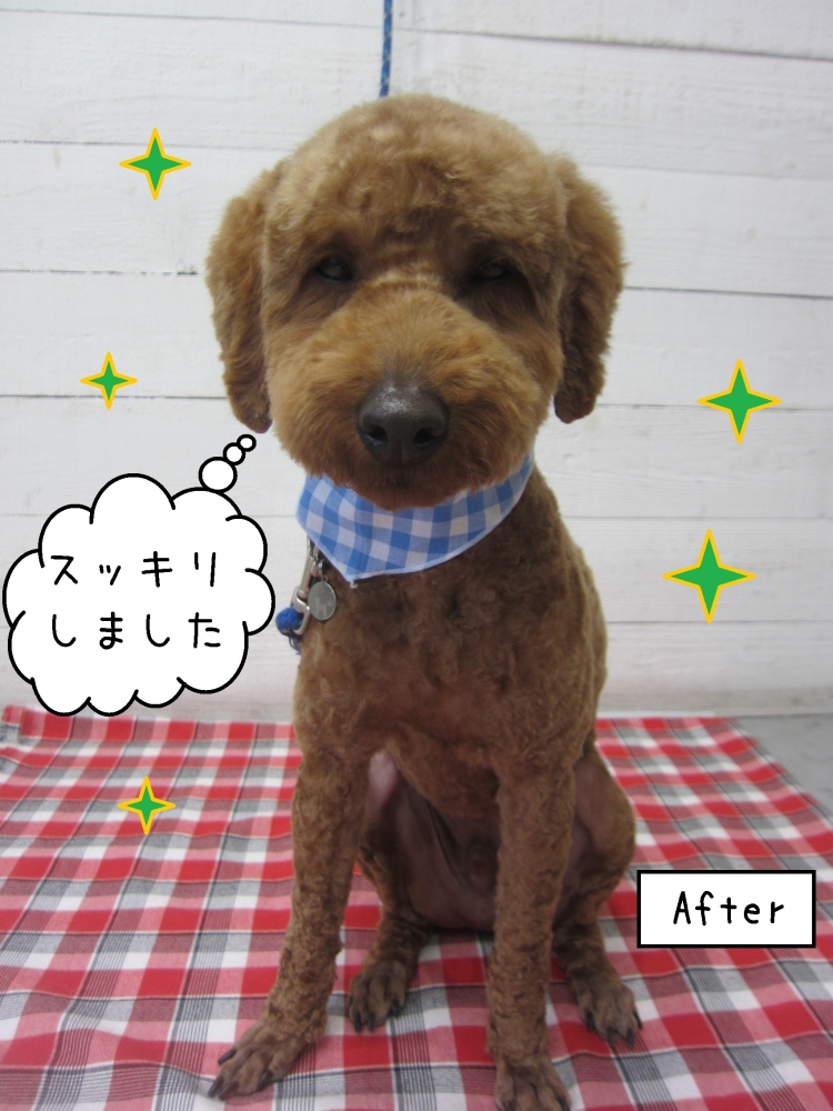 おすましトイプードル