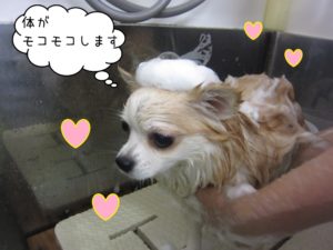 シャンプー中チワワ