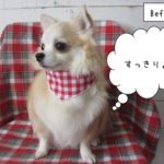 おすましチワワ