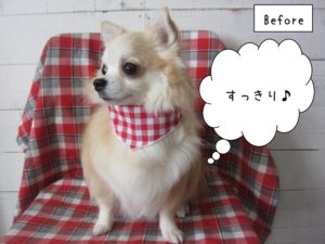 おすましチワワ