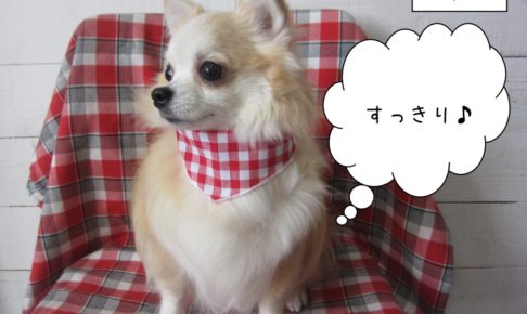 おすましチワワ