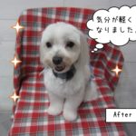 笑顔マルチーズ