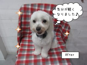 笑顔マルチーズ