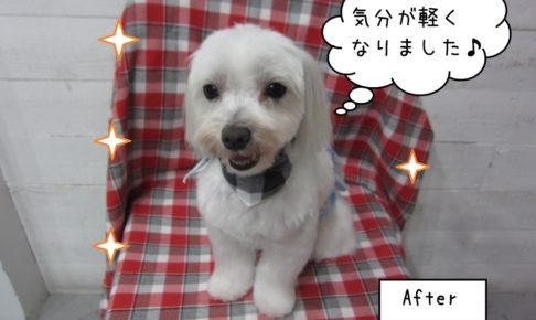 笑顔マルチーズ