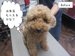 カット前トイプードル