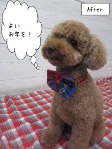 おすましトイプードル