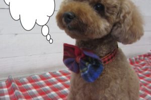 おすましトイプードル