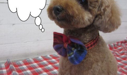 おすましトイプードル