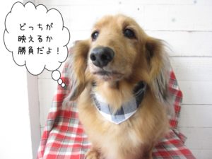 施術後ミニチュアダックス