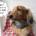 ななめ４５度ミニチュアダックス