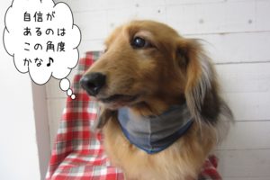 ななめ４５度ミニチュアダックス