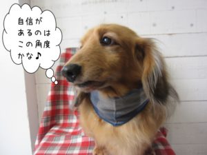 ななめ４５度ミニチュアダックス