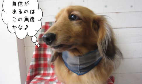 ななめ４５度ミニチュアダックス