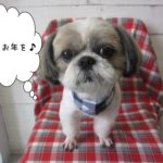 おすまし年末シーズー