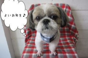 おすまし年末シーズー