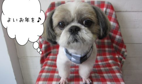 おすまし年末シーズー