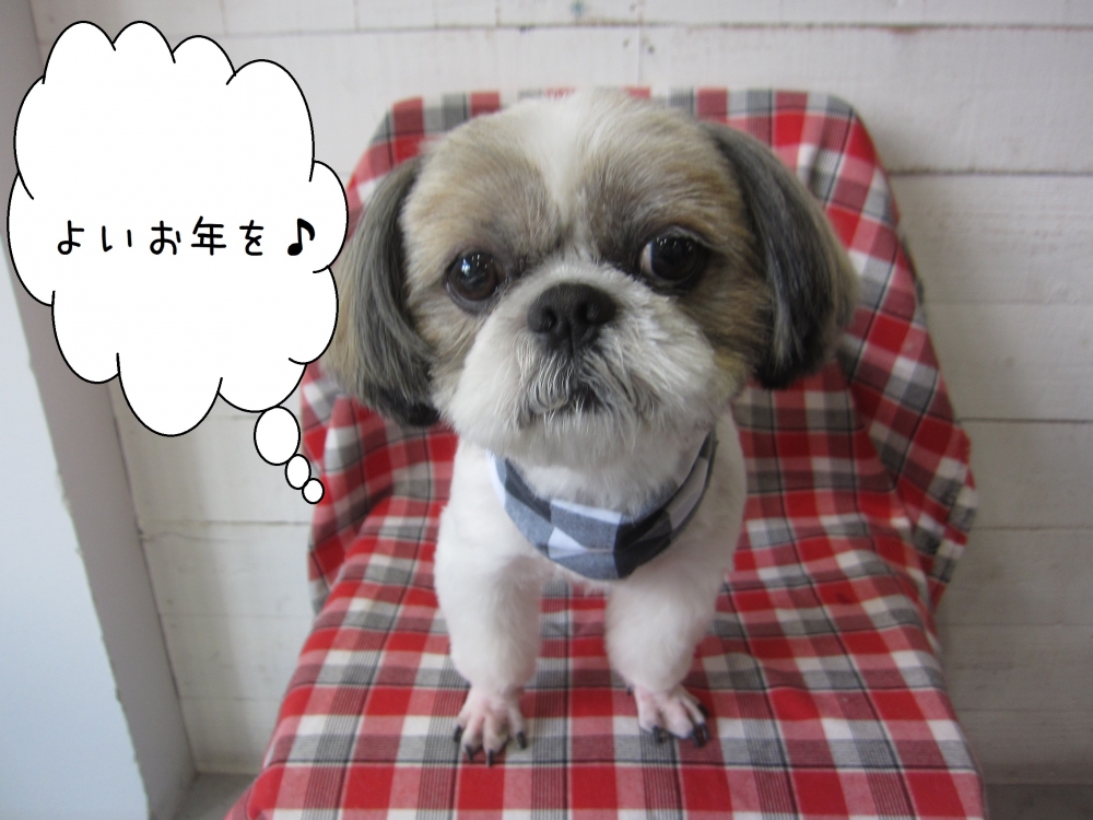 おすまし年末シーズー