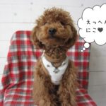 えっへん笑顔トイプードル