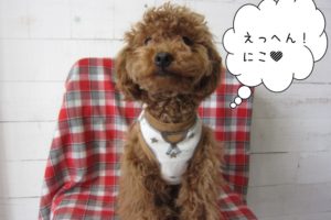 えっへん笑顔トイプードル
