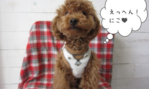 えっへん笑顔トイプードル