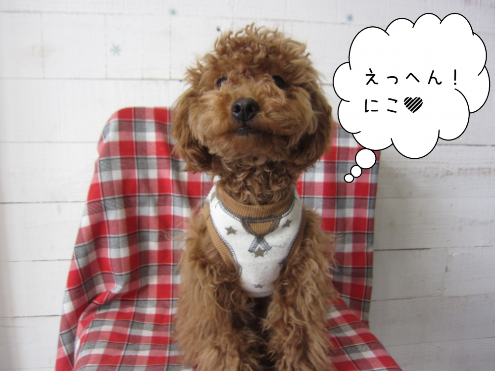 えっへん笑顔トイプードル