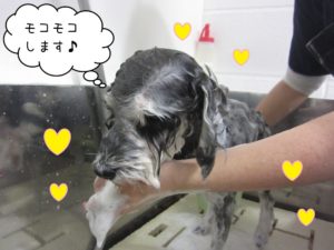 シャンプー中Mシュナ