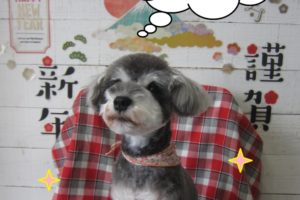 謹賀新年Mシュナ
